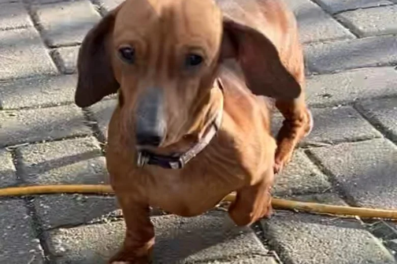 Dachshund (Smooth Haired)