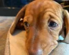 Dachshund (Smooth Haired)