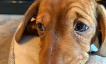 Dachshund (Smooth Haired)