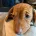 Dachshund (Smooth Haired)