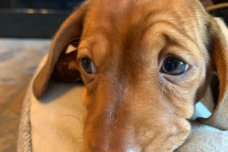 Dachshund (Smooth Haired)