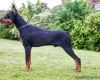 Doberman