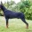 Doberman