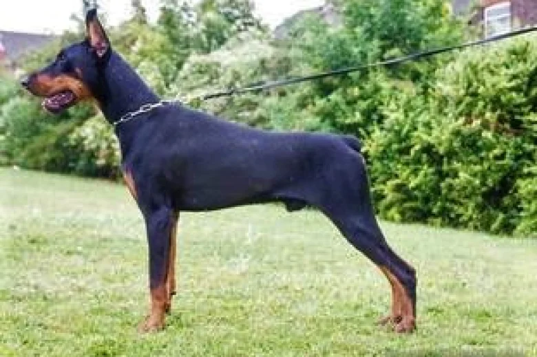 Doberman