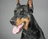 Doberman