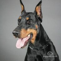 Doberman