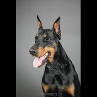 Doberman