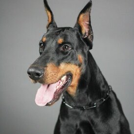 Doberman