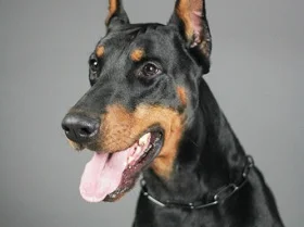 Doberman