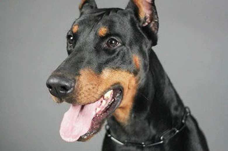Doberman