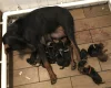 Doberman