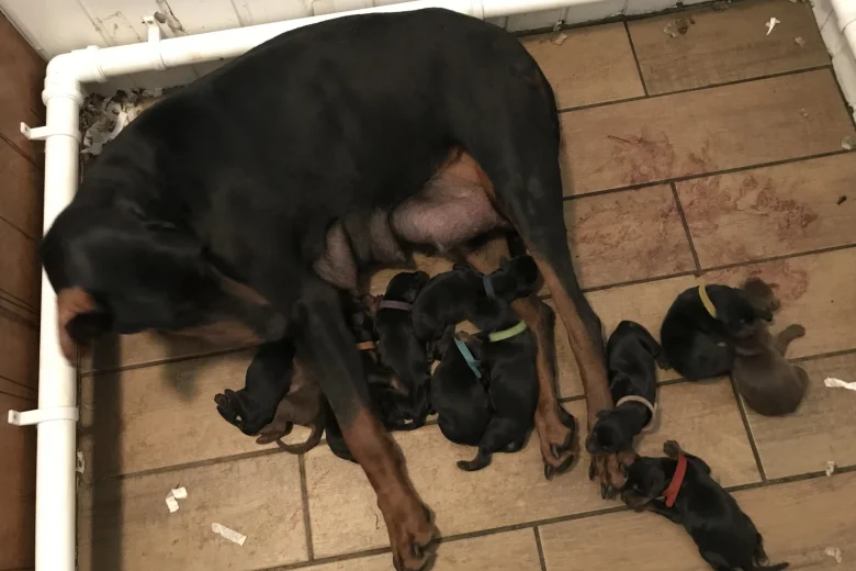 Doberman