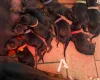 Doberman