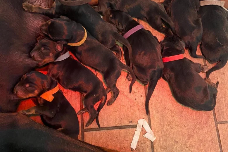 Doberman