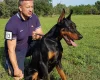 Doberman