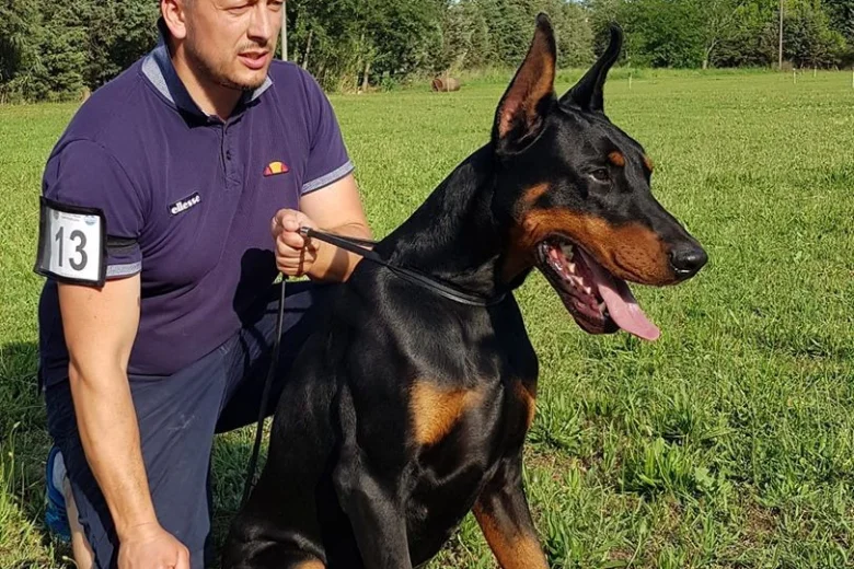 Doberman