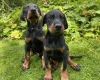 Doberman