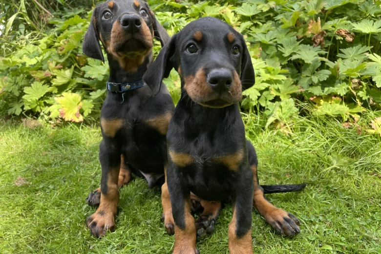 Doberman