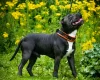 Staffordshire Bull Terrier
