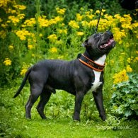 Staffordshire Bull Terrier