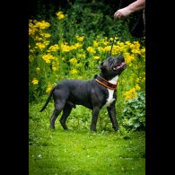 Staffordshire Bull Terrier