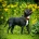 Staffordshire Bull Terrier