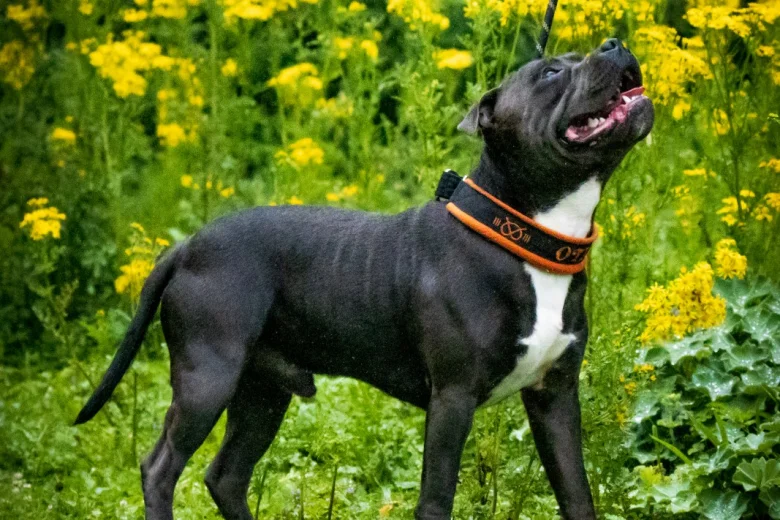 Staffordshire Bull Terrier