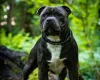 Staffordshire Bull Terrier