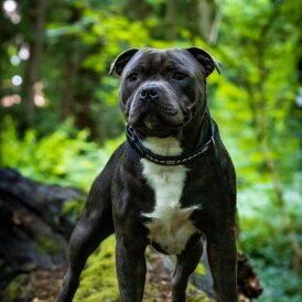 Staffordshire Bull Terrier