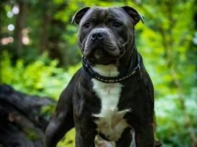 Staffordshire Bull Terrier