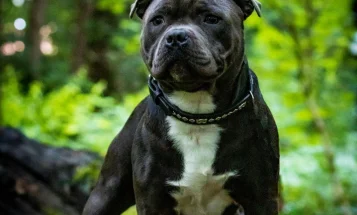 Staffordshire Bull Terrier