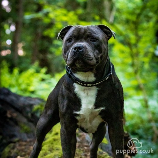 Staffordshire Bull Terrier