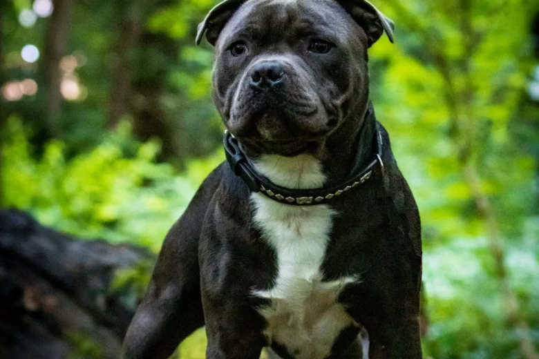 Staffordshire Bull Terrier