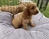 Cocker Spaniel (Show) - Both