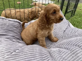 Cocker Spaniel (Show) - Both