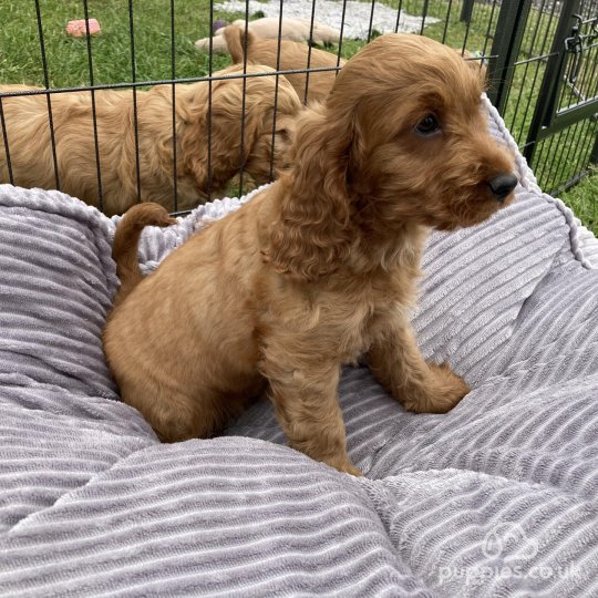 Cocker Spaniel (Working & Show) - Both