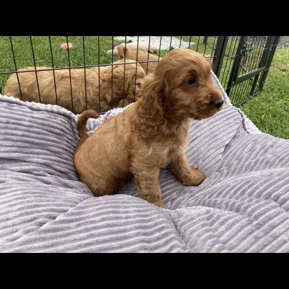 Cocker Spaniel (Working &amp; Show) - Both