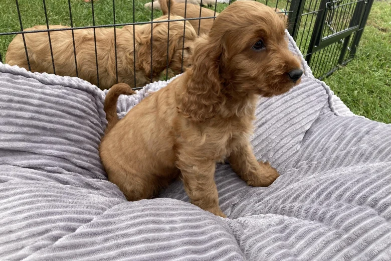 Cocker Spaniel (Show) - Both