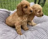 Cocker Spaniel (Show) - Both
