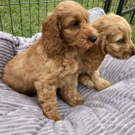 Cocker Spaniel (Working & Show) - Both