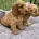 Cocker Spaniel (Show) - Both