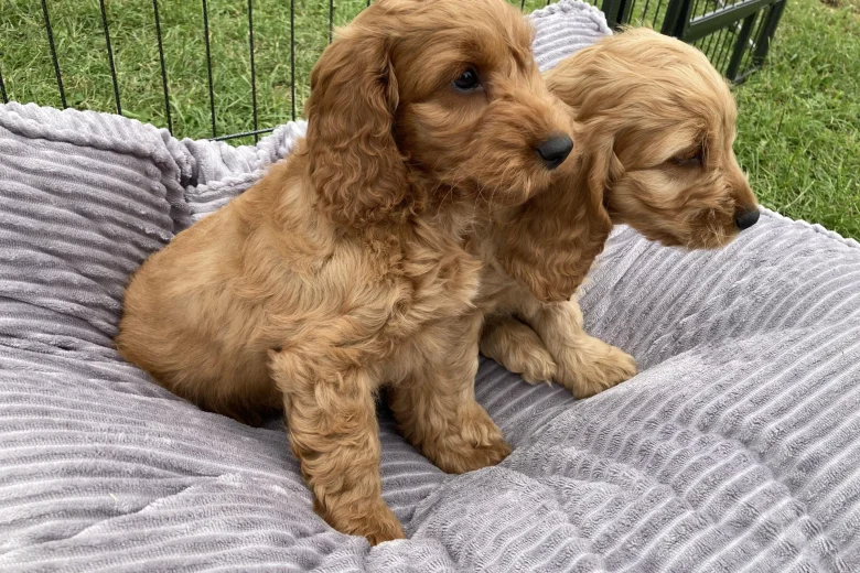 Cocker Spaniel (Show) - Both