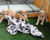 Cocker Spaniel (Show) - Both
