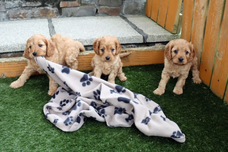 Cocker Spaniel (Show) - Both