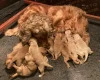 Cocker Spaniel (Show) - Both