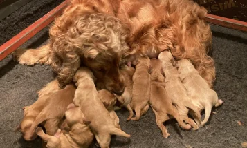 Cocker Spaniel (Show) - Both