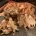 Cocker Spaniel (Show) - Both