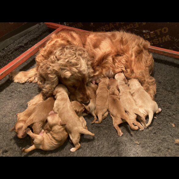 Cocker Spaniel (Working &amp; Show) - Both