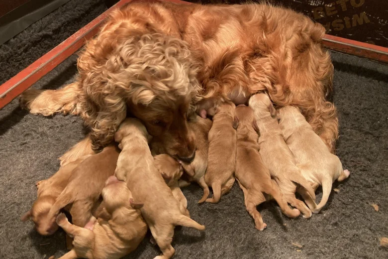 Cocker Spaniel (Show) - Both