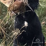 Cocker Spaniel (Working & Show)